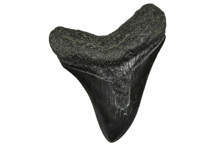 Juvenile Megalodon Tooth - South Carolina #368682